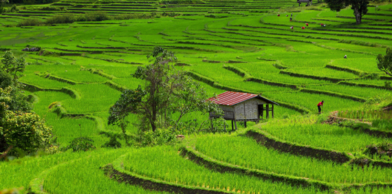 Campos de arroz en el Doi Inthanon